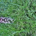 orchis neotinea ustulata lohn 29 06 2019