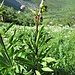 Lilium martagon L.<br />Liliaceae<br /><br />Giglio martagone<br />Lis martagon<br />Türkenbund
