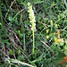 Pseudorchis albida (L.) Á. Löve & D. Löve<br />Orchidaceae<br /><br />Orchide candida<br />Orchis miel, Pseudorchis blanchatre<br />Weisszunge, Weissorchis