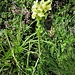 Pedicularis tuberosa L.<br />Orobanchaceae<br /><br />Pedicolare zolfina<br />Pédiculaire tuberéuse<br />Knolliges Läusekraut