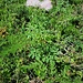 Thalictrum aquilegifolium L.<br />Ranunculaceae<br /><br />Pigamo colombino<br />Pigamon à feuilles d'ancolie<br />Akeleiblättrige Wiesenraute<br />