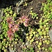 Sempervivum montanum L.<br />Crassulaceae<br /><br />Semprevivo montano, Guardacasa<br />Joubarbe des montagnes<br />Berg-Hauswurz