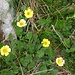 Pulsatilla Alpina.