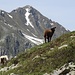 Ein Schäfer ist mit einer grossen Herde auf der Alp Sura. Überall hört man wieder Glöcklein bimmeln und bemerkt dann ein Grüpplein Schafe.