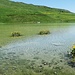 caltha palustris lago libi 29 06 2019
