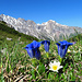 auf dem Saulajoch hat es viele Frühlingsblumen, wie z.B. der Enzian