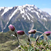 Alpen-anemone <i>Pulsatilla alpina</i>
