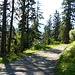 On the forest road.