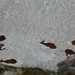 Down in the west flank, the red deer are chilling on a snowfield.