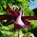 Blumenpracht am Wegesrand..Schwarzviolette Akelei (Aquilegia atrata)