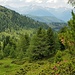 Ein letzter Blick durch den lichten Bergwald zu den Tauern