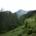 Il rado bosco di larici oltre il guado del Rio Castello.