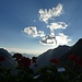 Blumen und Sonnenuntergang auf der Silvrettahütte