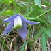 Die schöne Blüte der [http://de.wikipedia.org/wiki/Alpen-Waldrebe Alpen-Waldrebe] (Clematis alpina)