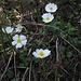  [http://de.wikipedia.org/wiki/Alpen-Hahnenfu%C3%9F Alpen-Hahnenfuß] (Ranunculus alpestris)