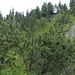 In der Auslaufzone der Schuttströme auf etwa 850 m Höhe: wenig Bäume, viele Latschen und...