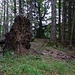 Am höchsten Punkt des Brandenbergs. <br />Mit 1031 m ist der Brandenberg in den Karten verzeichnet. Seit dieser Baum umgefallen ist, ist er aber 1032 m hoch - vorübergehend...