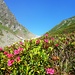 Tra i rododendri di indovina il Colle di Mud.