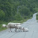 ausserhalb von Birtavarre; zu Beginn der Holperstrecke: zunächst versperrten ein paar Schaf-Familien die Piste ...