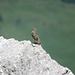 Alpenbraunelle (Prunella collaris)