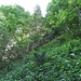 In der Nähe des Wisstannenbachs präsentiert sich die Vegetation in saftigem Grün. Weiter oben nimmt die Krautschicht aufgrund des Lichtmangels deutlich ab, was dem Berggänger entgegenkommt.