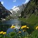 Alpsteinfjord mit Blumenpracht