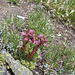 Sempervivum montanum (Berg-Hauswurz). Auf dem Gipfelanstieg zum Stockji fotografiert