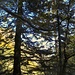 "Man soll den Wald nicht vor dem Wandern loben."<br /><br />(Jerry Mong)