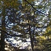 "Wer schon beim Aufstehen müde ist, soll das Wandern auf morgen verschieben."<br /><br />Reinhold Mong