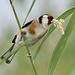 Stieglitz <i>Carduelis carduelis</i> (NL: Distelvink oder Puttertje)