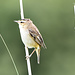 Schilfrohrsänger <i>Acrocephalus schoenobaenis</i> (NL: Rietzanger)