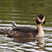 Haubentaucher <i>Podiceps cristatus</i> (NL: Fuut)