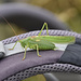 Heuschrecke auf dem Rucksack