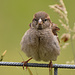 Haussperling <i>Passer domesticus</i> (NL: Huismus)