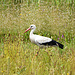 Weissstorch <i>Ciconia ciconia</i> (NL: Ooievaar)