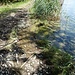 stellenweise tritt der Rhein über das Ufer