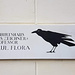 Die schwarze Krähe - Paul Floras Lieblingsvogel