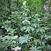 Aconitum lyctoctonum L.<br />Ranunculaceae<br /><br />Aconito giallo<br />Aconit tue-loup<br />Gelber Eisenhut, Wolfswurz