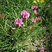 Trifolium alpinum L.<br />Fabaceae<br /><br />Trifoglio alpino<br />Trèfle des Alpes<br />Alpen-Klee