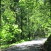 Waldweg zum Hirschberg
