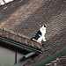 äußerst mutig, diese Katze. Sie verschwand später über das Dach auf die andere Seite. 