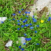 ein gelber Fleck bei den Enzianen. Es ist noch früh, die Sonne hat sie noch nciht erreicht, ihre blüten sind noch geschlossen.