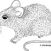 Hüfimaus
