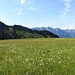 Almwiese hinter der Wildmoos-Alpe
