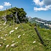 Alp Sigel, entlang dem Grat