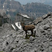 Steinbock zur Begrüssung