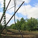 Hopfenanbau mit Bewässerungssystem