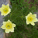Pulsatilla alpina ssp. apiifolia (Schwefel-Anemone)
