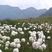 cotton fioc.... :)   :) 

...che candore..quale leggerezza...:)