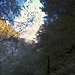 ♫♬♫ Marinaio di foresta ♬♫♬<br />[https://www.youtube.com/watch?v=PpKvP01pRLo]
